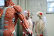 Poppen voor de uitleg van de menselijke anatomie