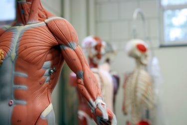 Poppen voor de uitleg van de menselijke anatomie